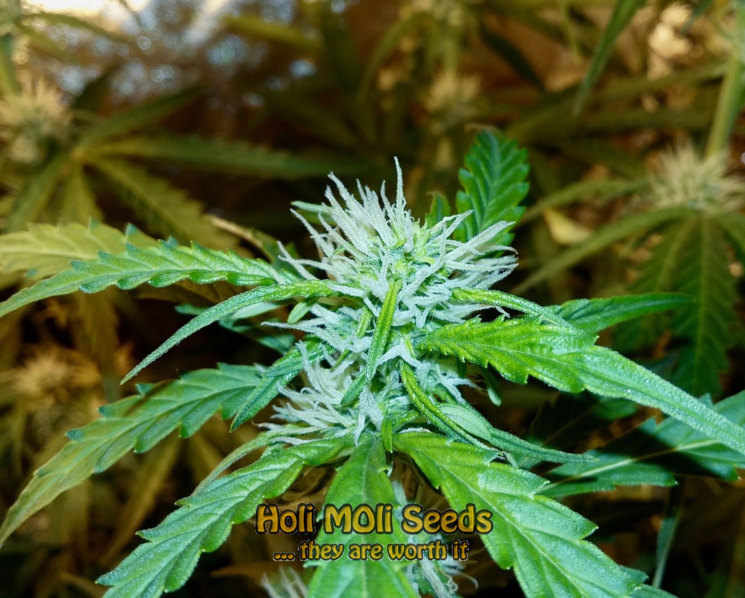 apple fritter autoflower cannabis pics