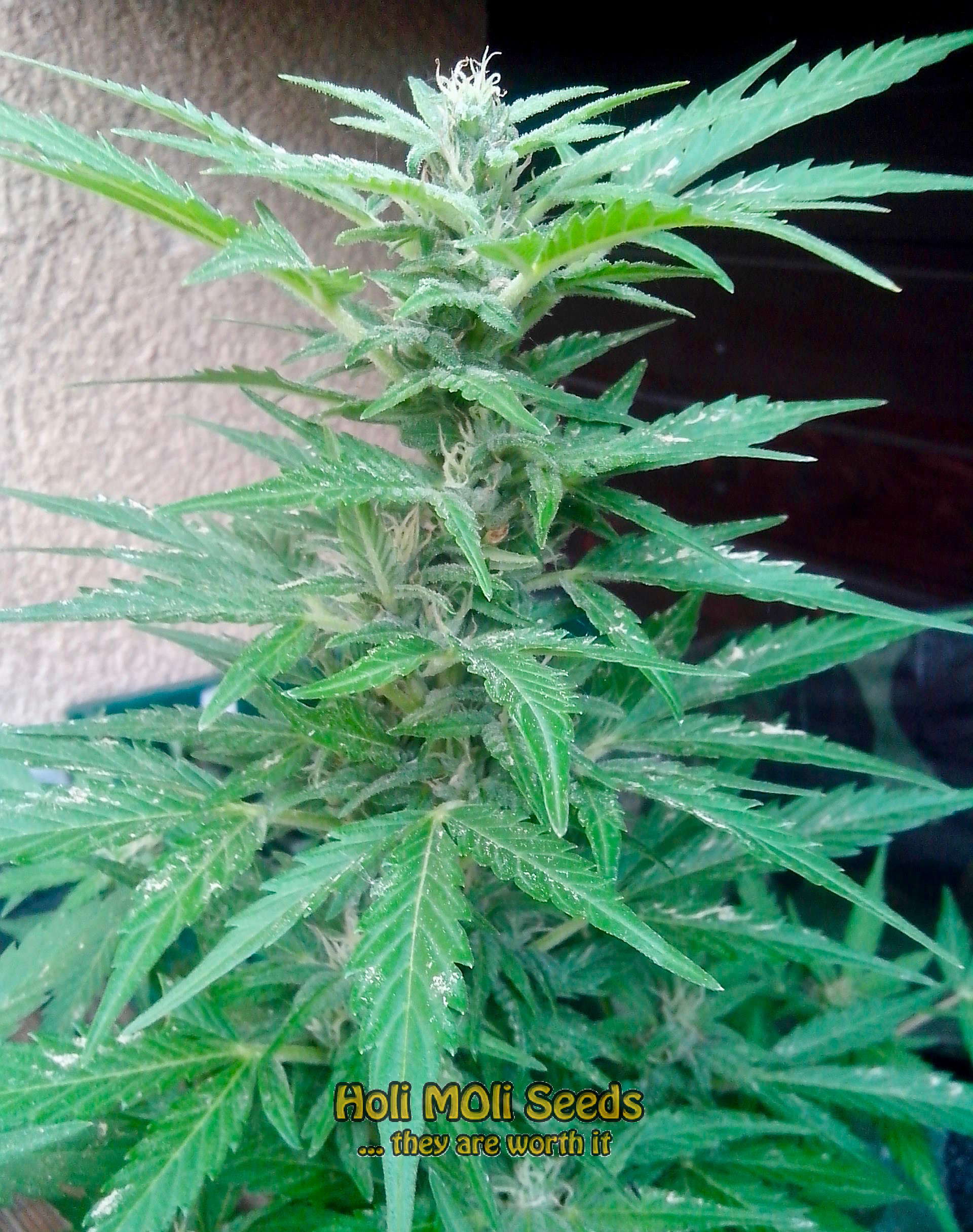 apple fritter autoflower cannabis pics