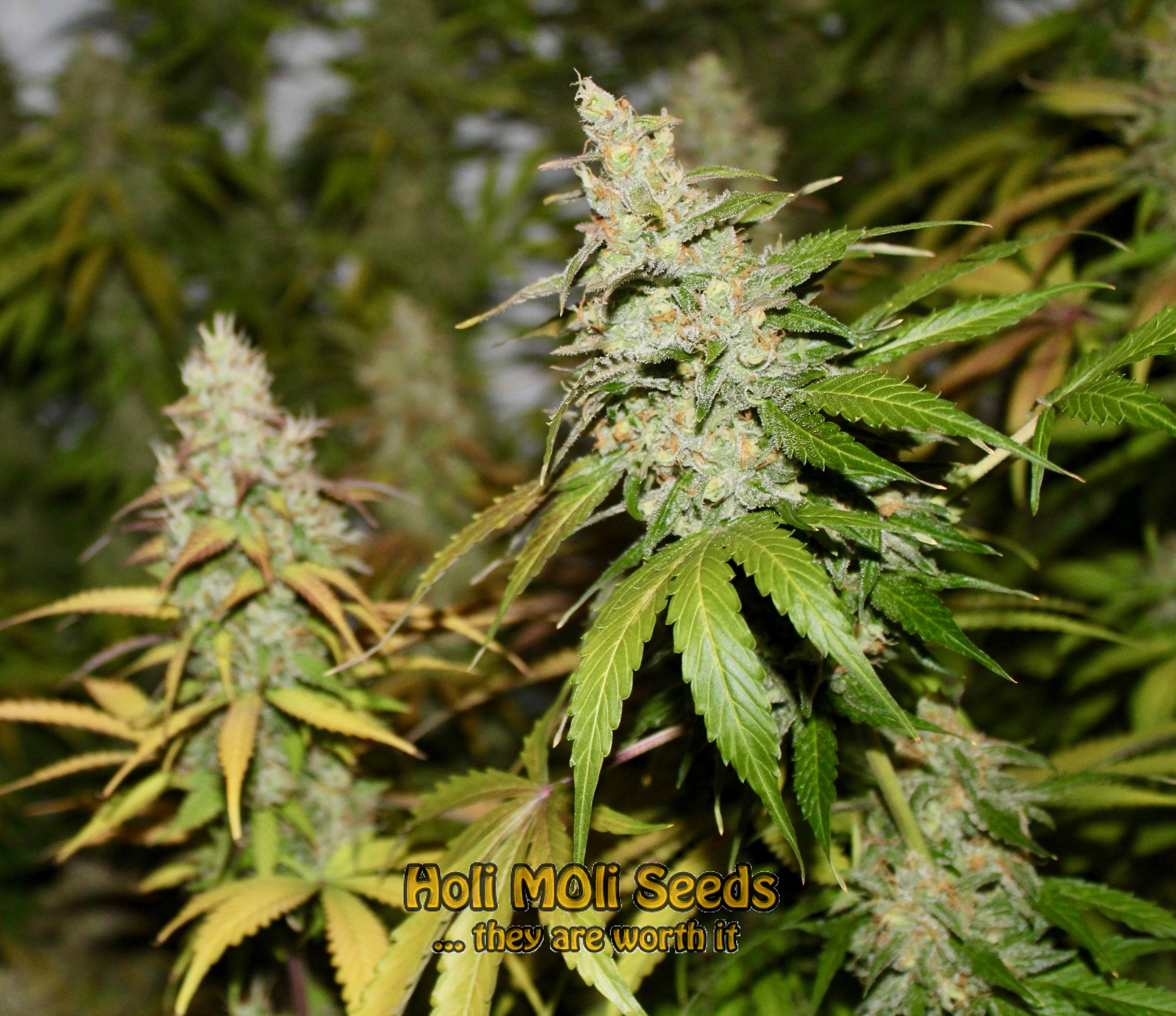 apple fritter autoflower cannabis pics