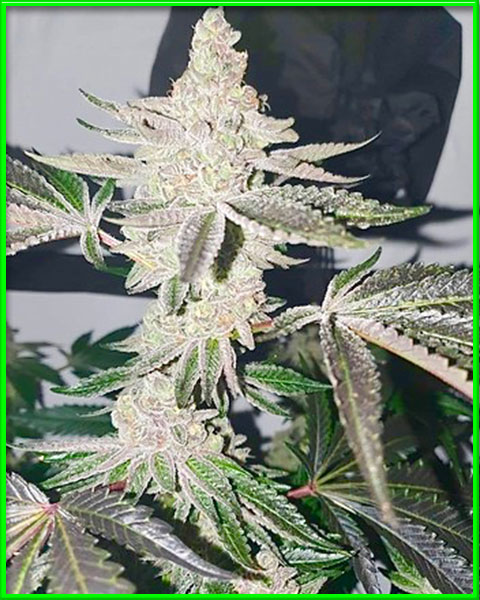 apple fritter autoflower cannabis pics