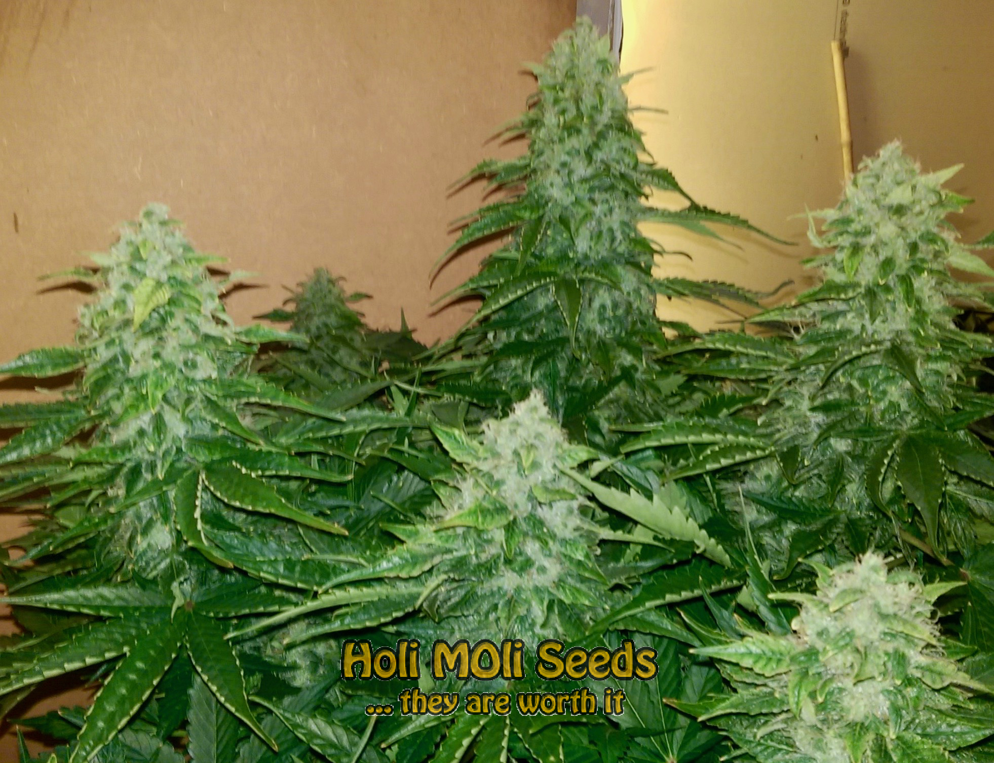 aurora indica autoflower cannabis pics