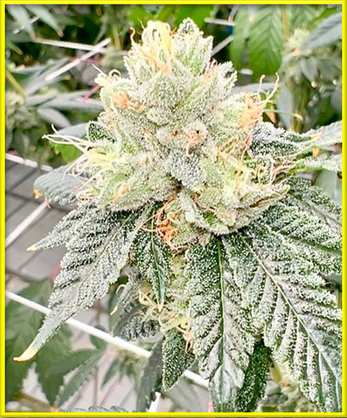 aurora indica autoflower cannabis pics