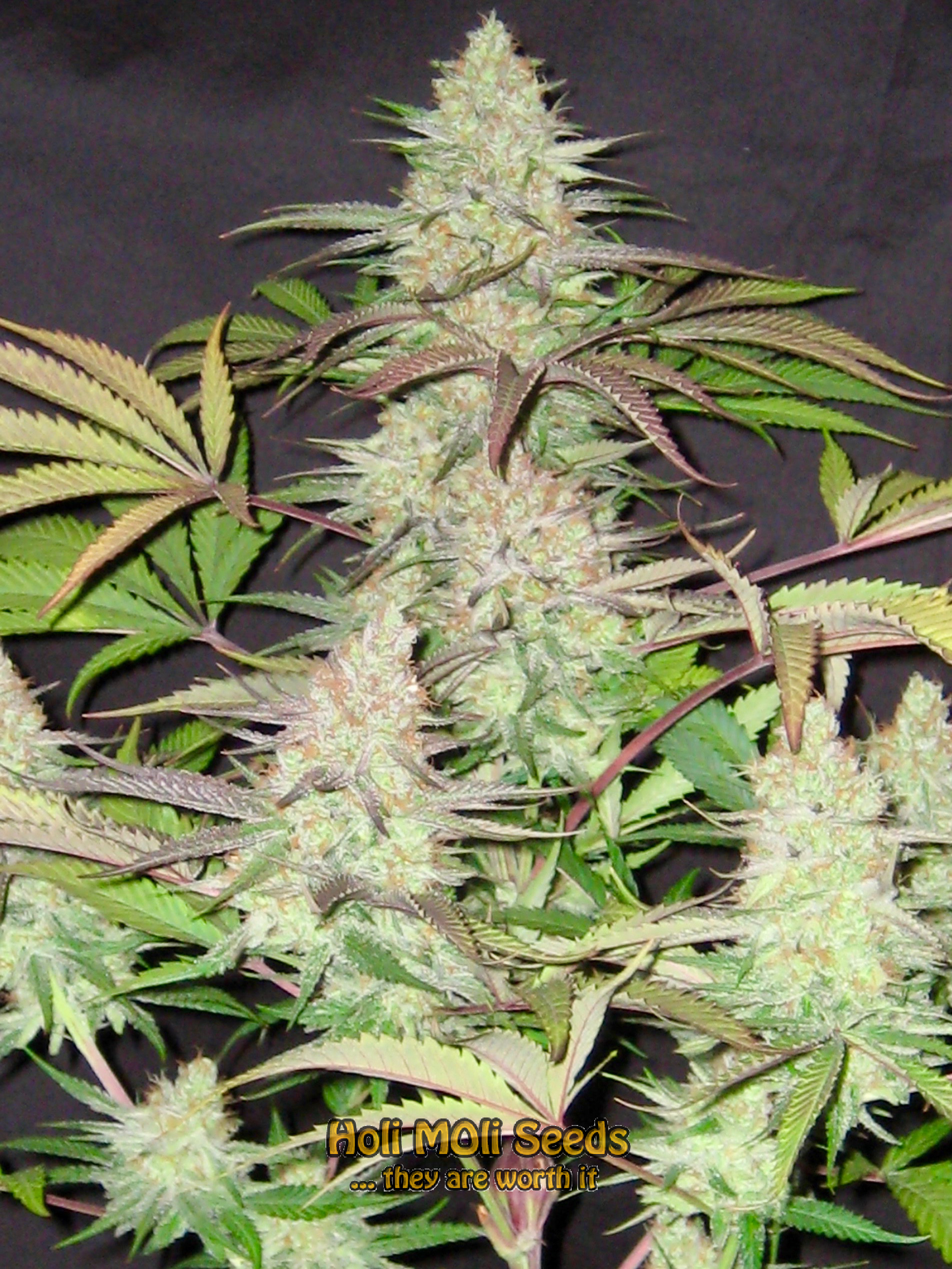 big devil autoflower cannabis pics