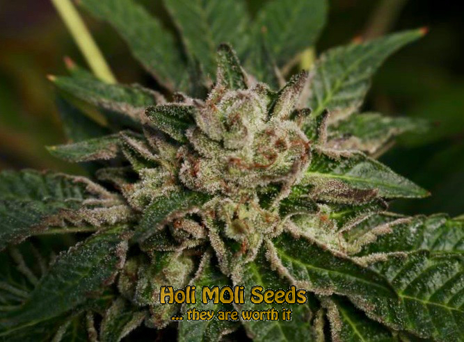 big devil autoflower cannabis pics