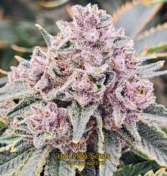 big devil autoflower cannabis pics