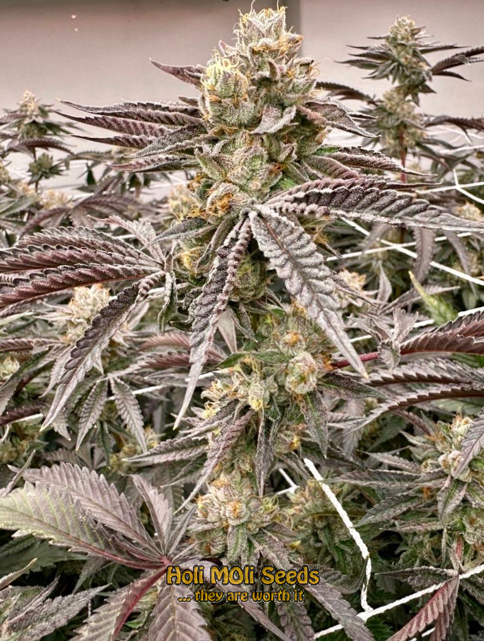 big devil autoflower cannabis pics