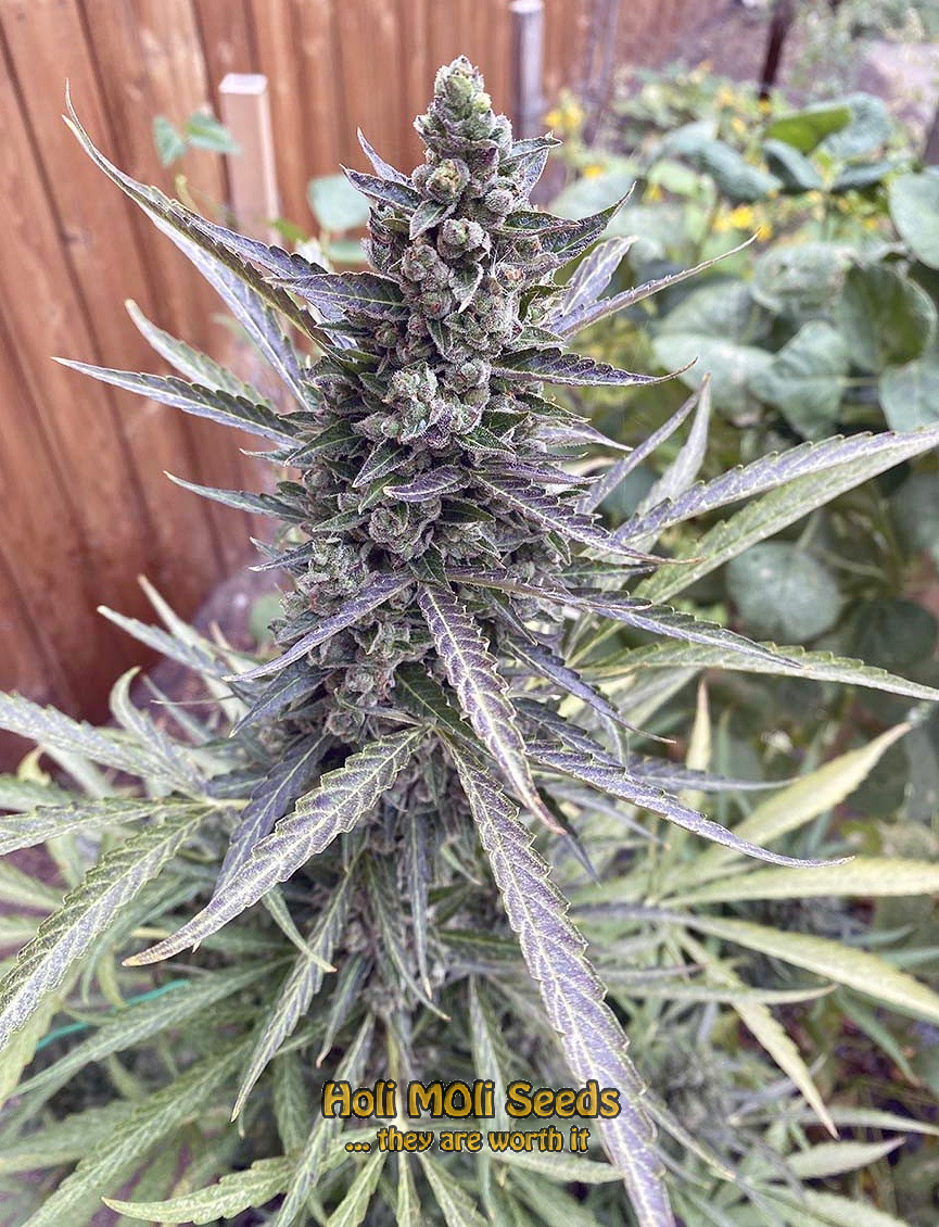 blackberry kush autoflower cannabis pics