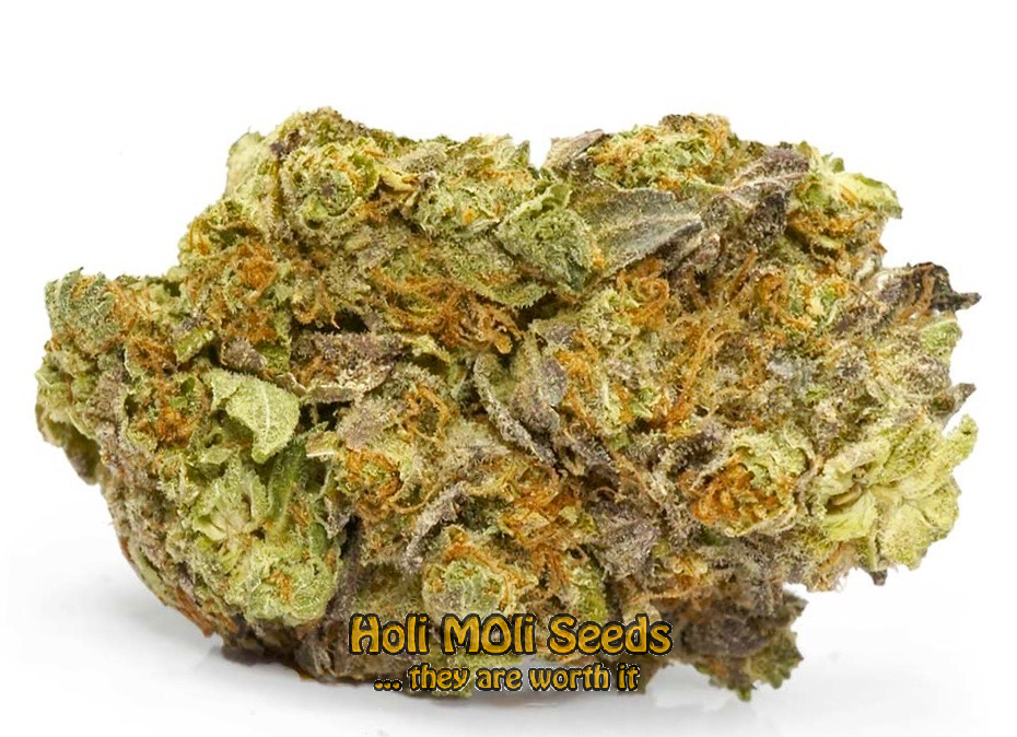 blackberry kush autoflower cannabis pics