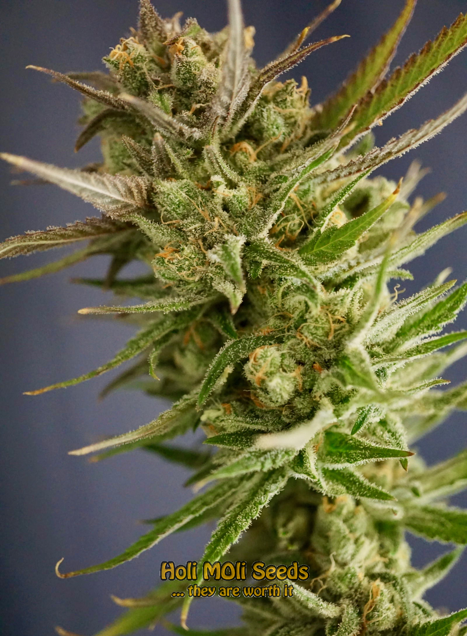 blackberry kush autoflower cannabis pics