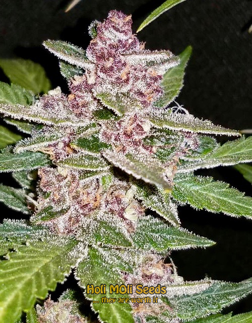 blackberry kush autoflower cannabis pics