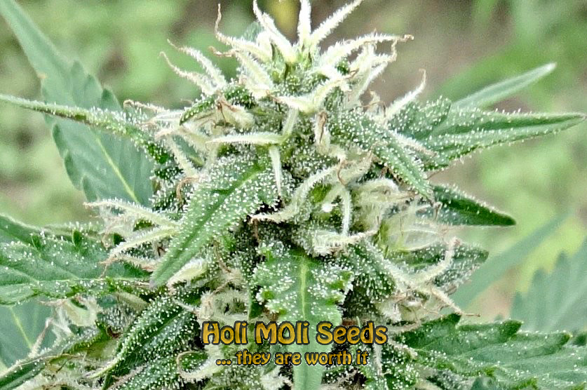 Blackberry Kush Autoflower Pics - Marijuana