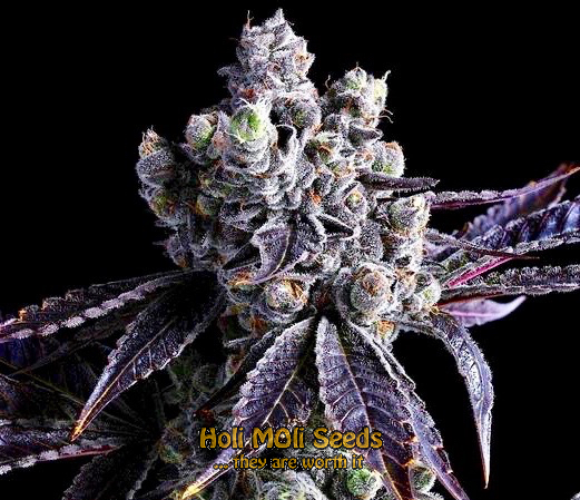 blue amnesia autoflower cannabis pics