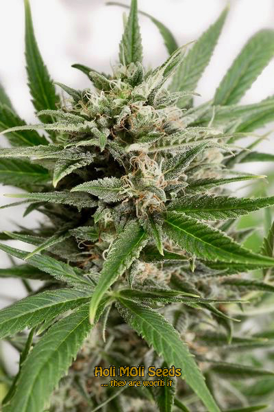 blue amnesia autoflower cannabis pics