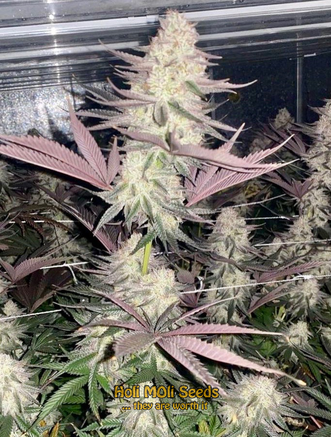 blue amnesia autoflower cannabis pics