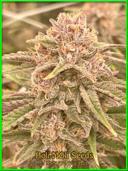 blue amnesia autoflower cannabis pics