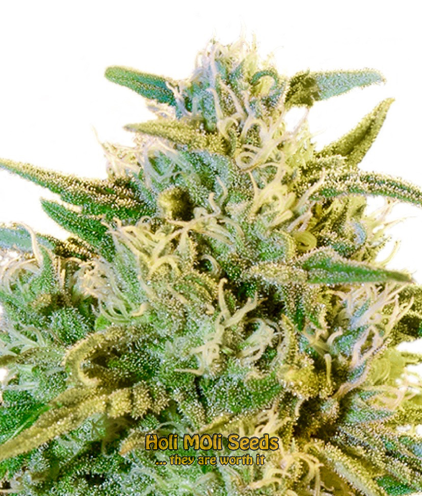 blue dream autoflower cannabis pics