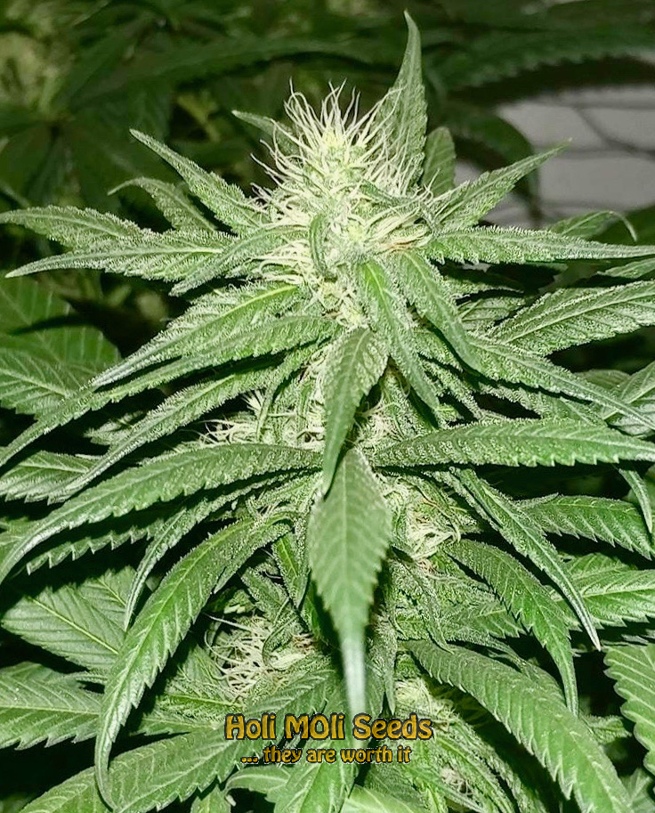 blue dream autoflower cannabis pics