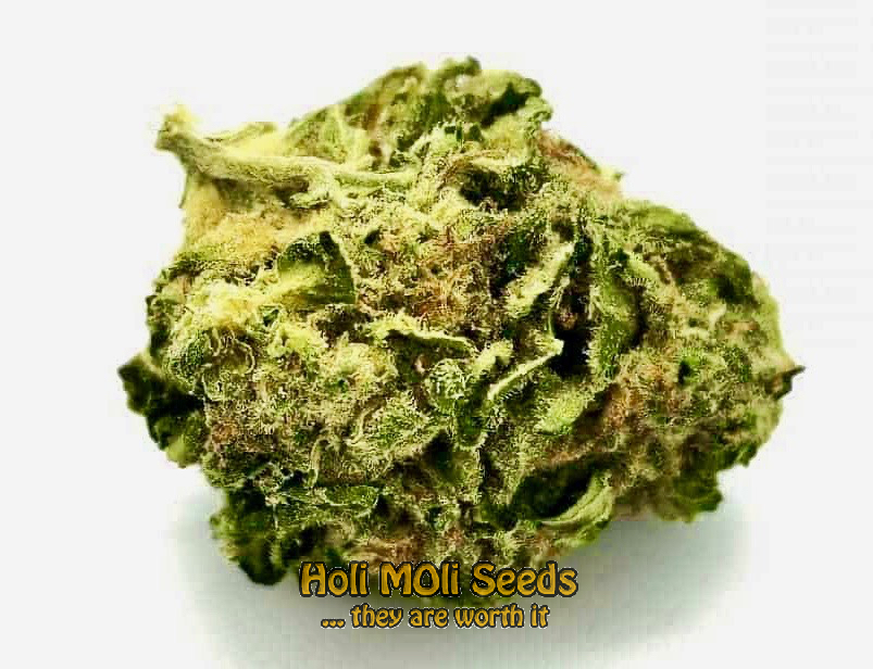 blue dream autoflower cannabis pics