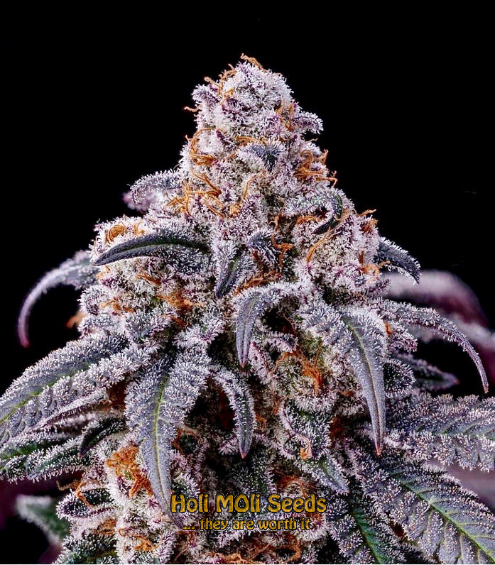 blue fruit autoflower cannabis pics