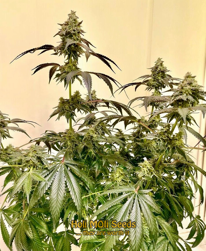 blue fruit autoflower cannabis pics