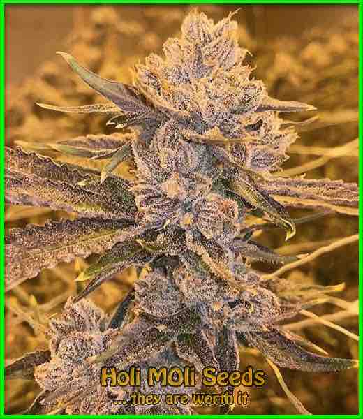 blue fruit autoflower cannabis pics