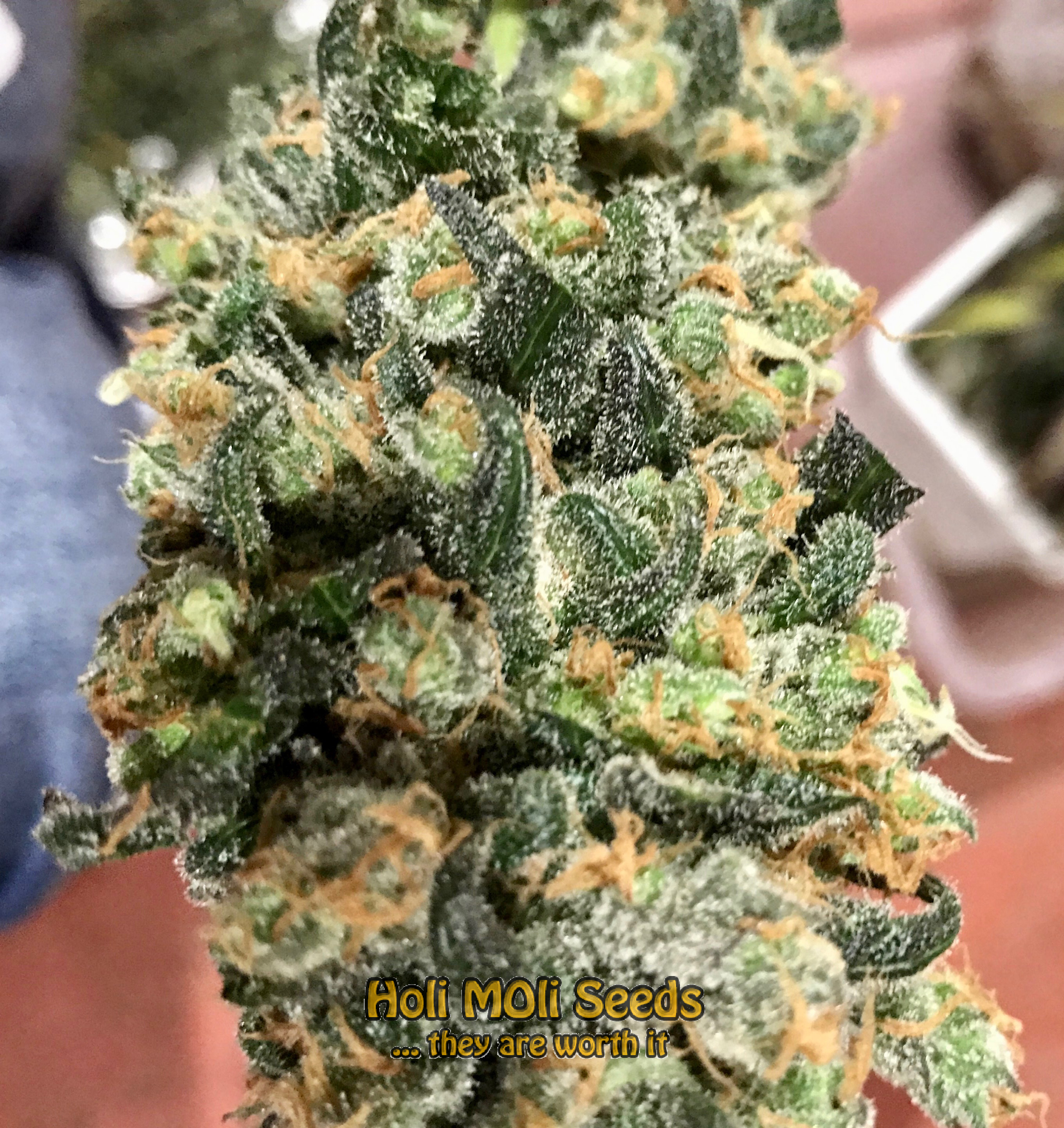 blue headband autoflower cannabis pics