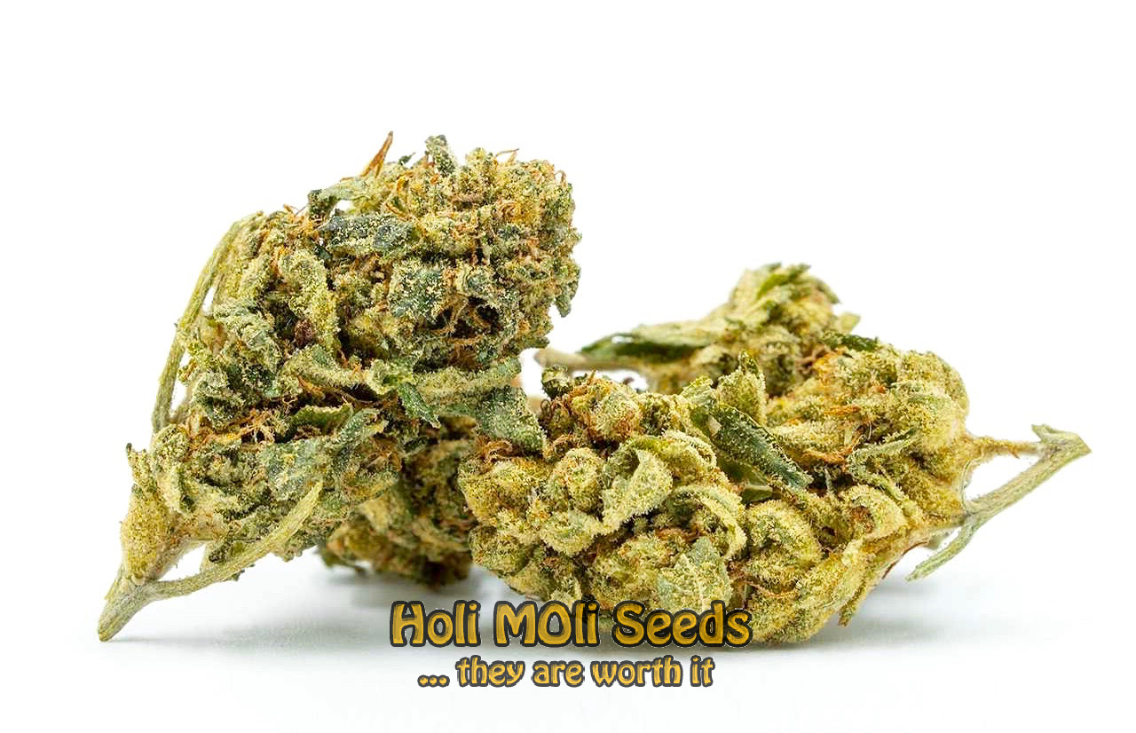 blue headband autoflower cannabis pics