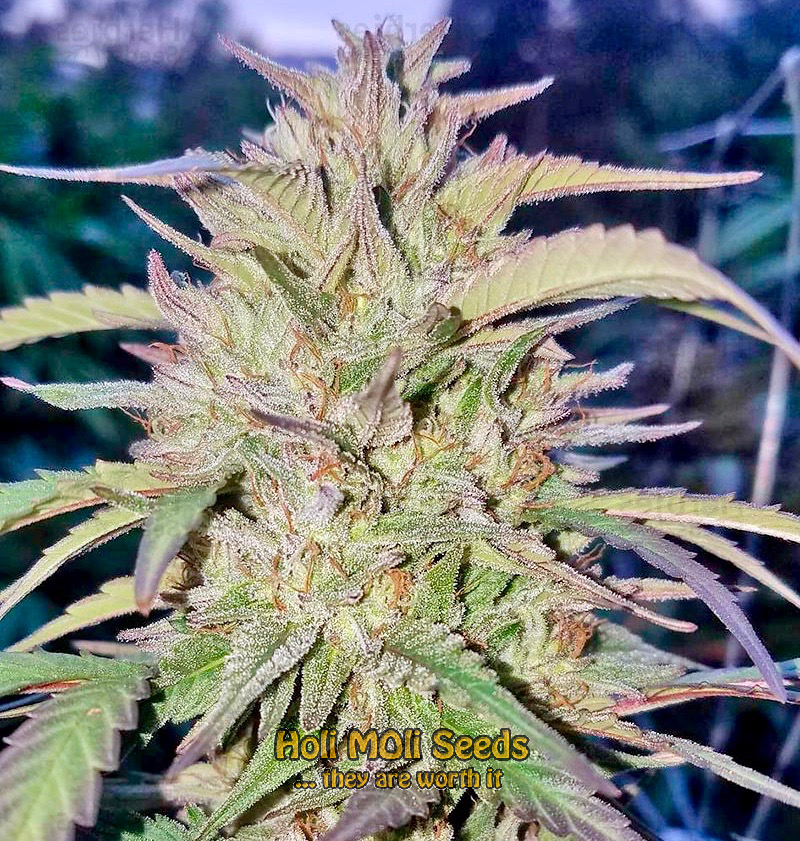 blue headband autoflower cannabis pics