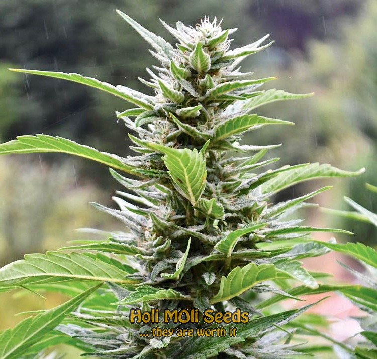 blue headband autoflower cannabis pics