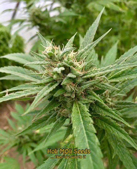 blue headband autoflower cannabis pics