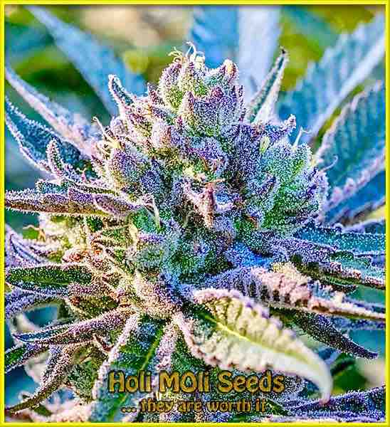 blue headband autoflower cannabis pics