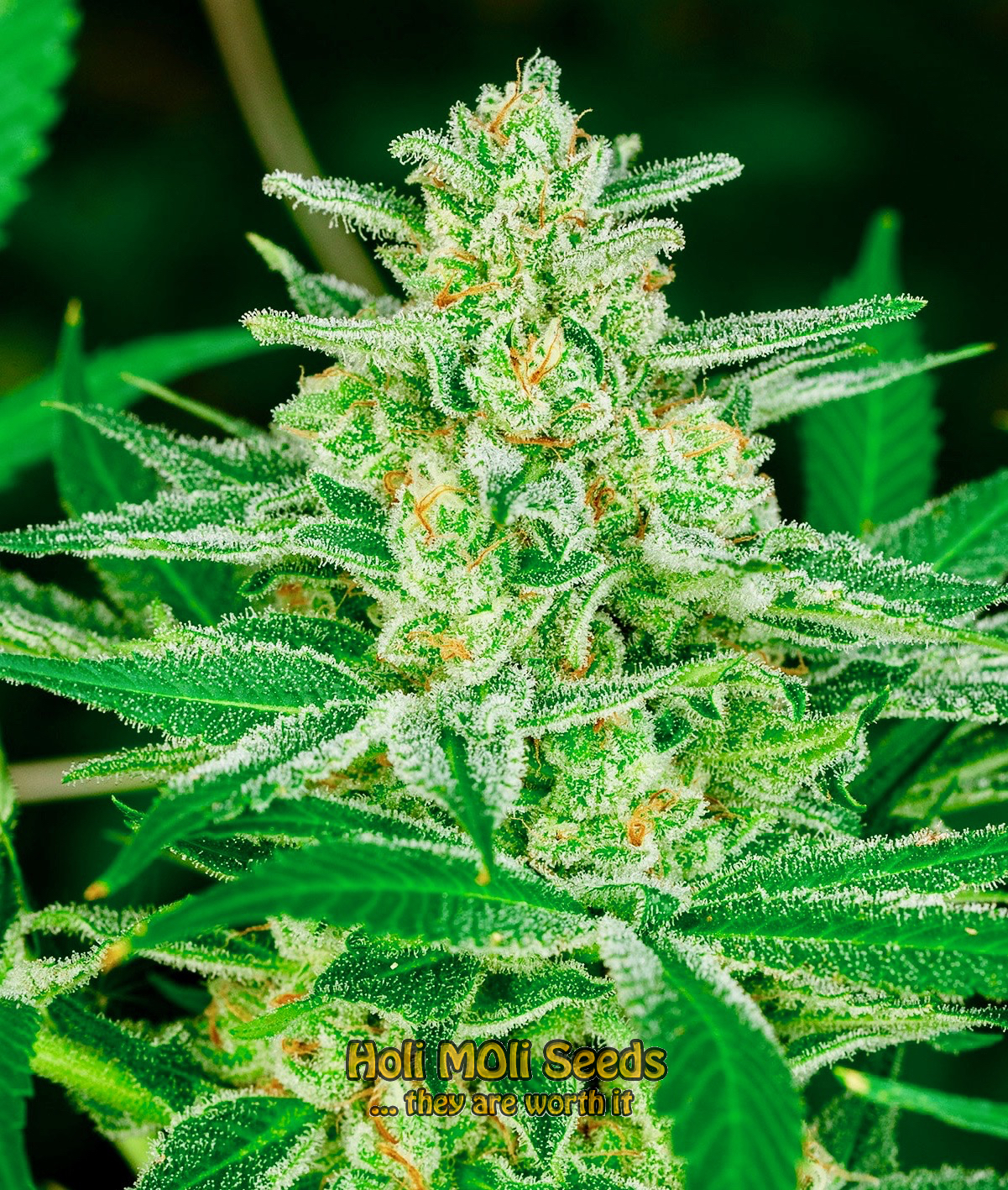 blue widow autoflower cannabis pics