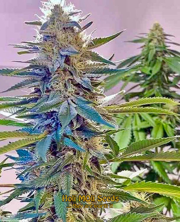 blue widow autoflower cannabis pics