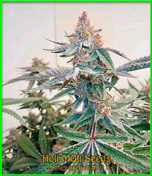 blue widow autoflower cannabis pics