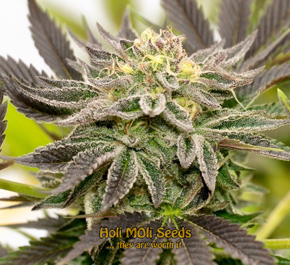 bubba kush autoflower cannabis pics