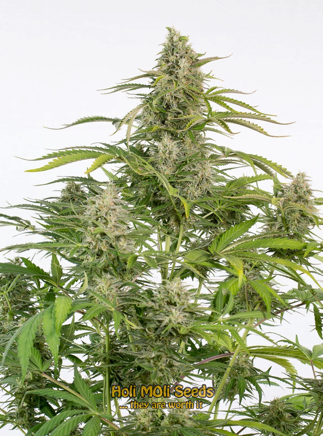 cheese autoflower cannabis pics