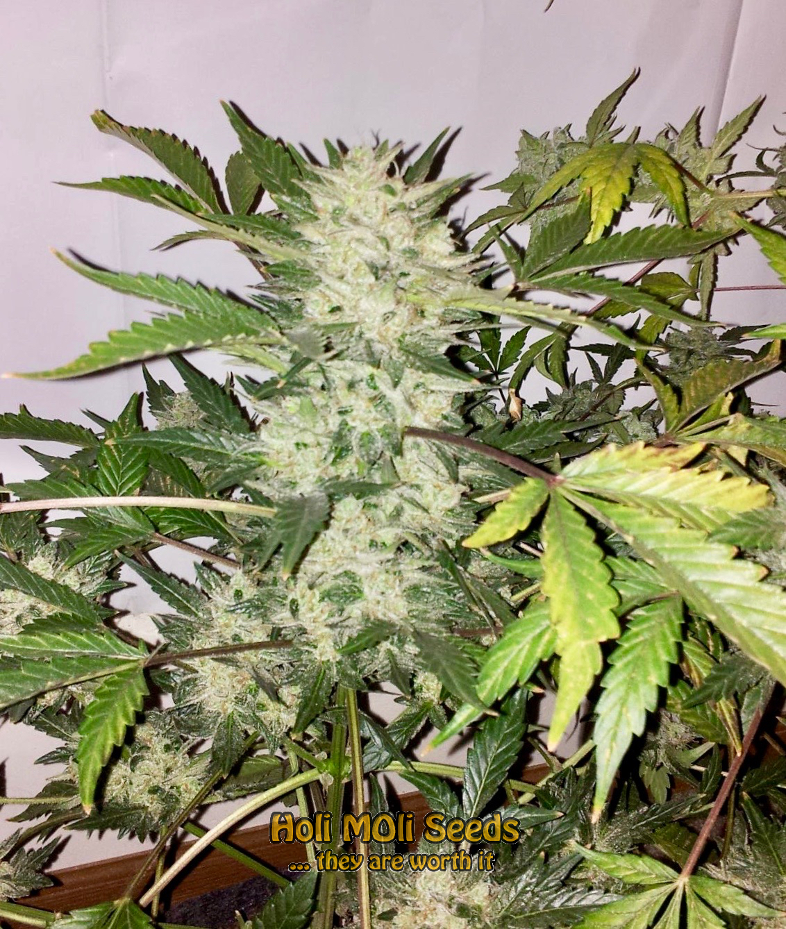 cheese autoflower cannabis pics