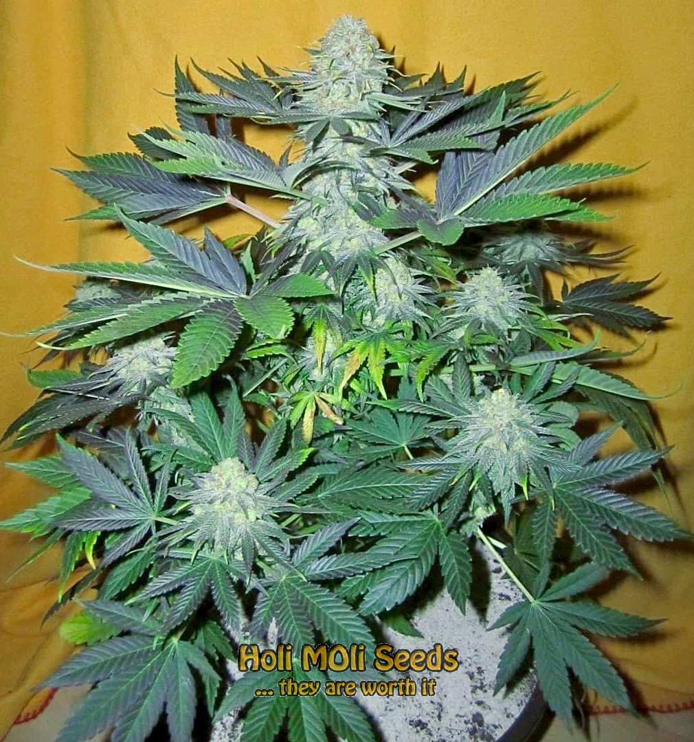 cheese autoflower cannabis pics