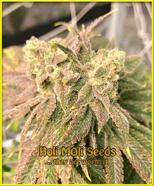 cheese autoflower cannabis pics