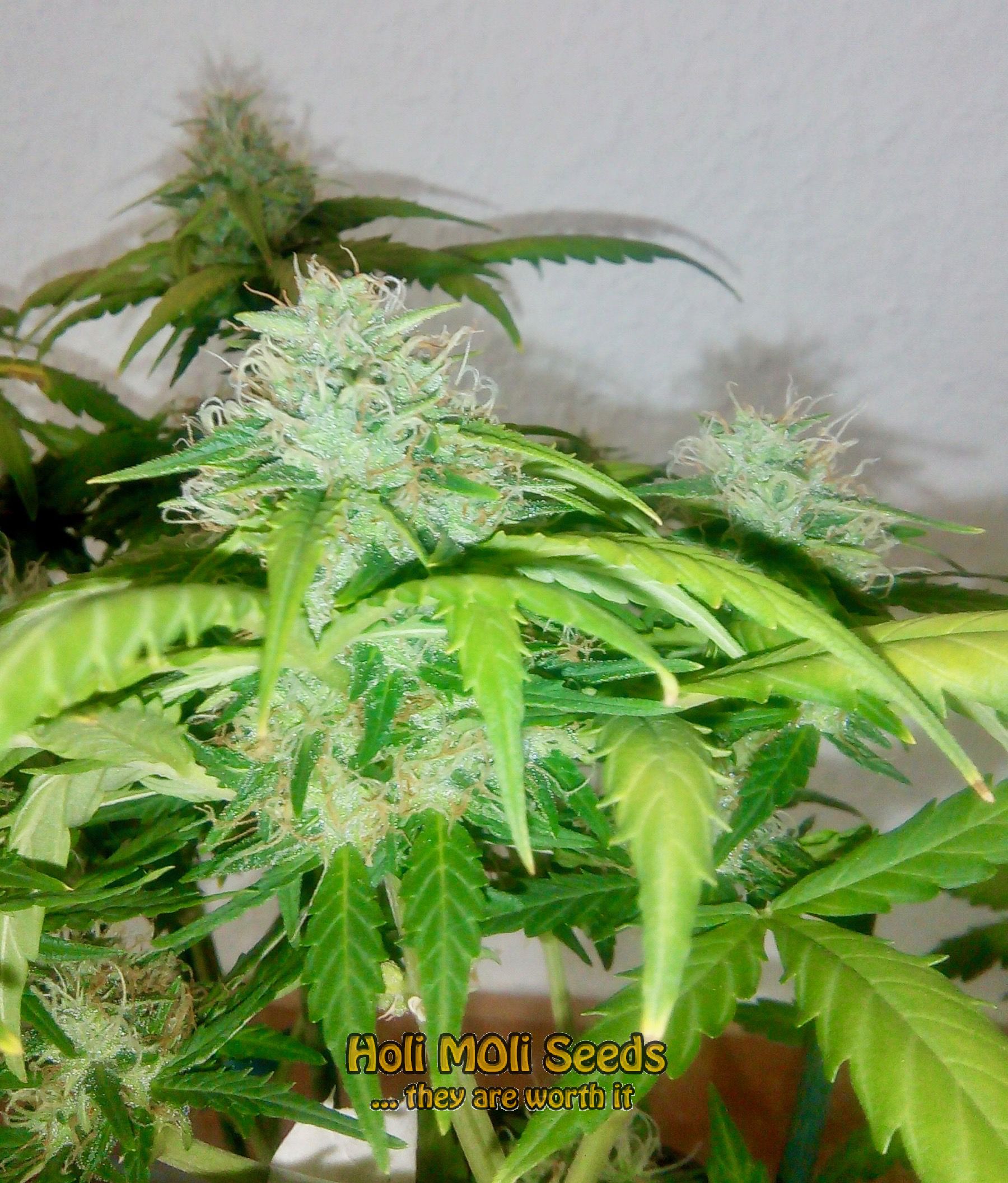 chemdawg 4 autoflower cannabis pics