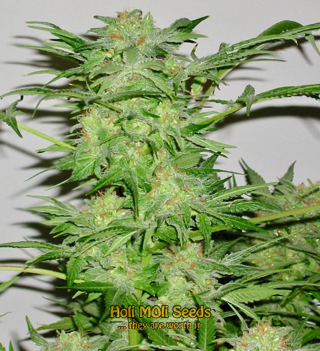 chemdawg 4 autoflower cannabis pics