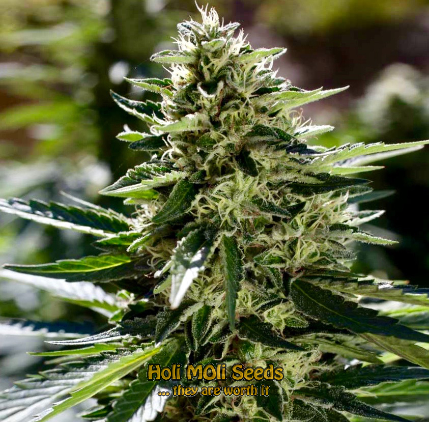 chemdawg 4 autoflower cannabis pics