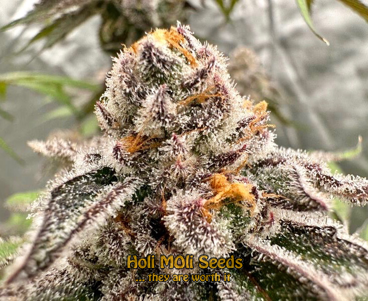 cherry alien autoflower cannabis pics