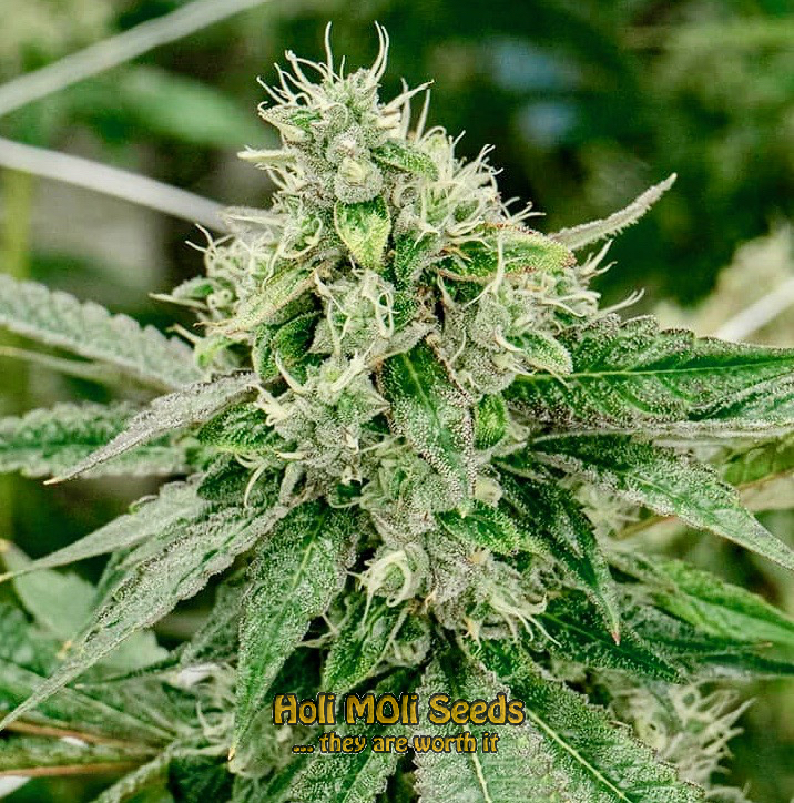 cherry pie autoflower cannabis pics