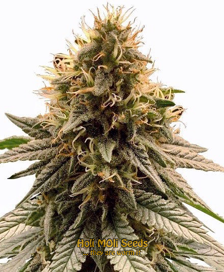 cherry pie autoflower cannabis pics