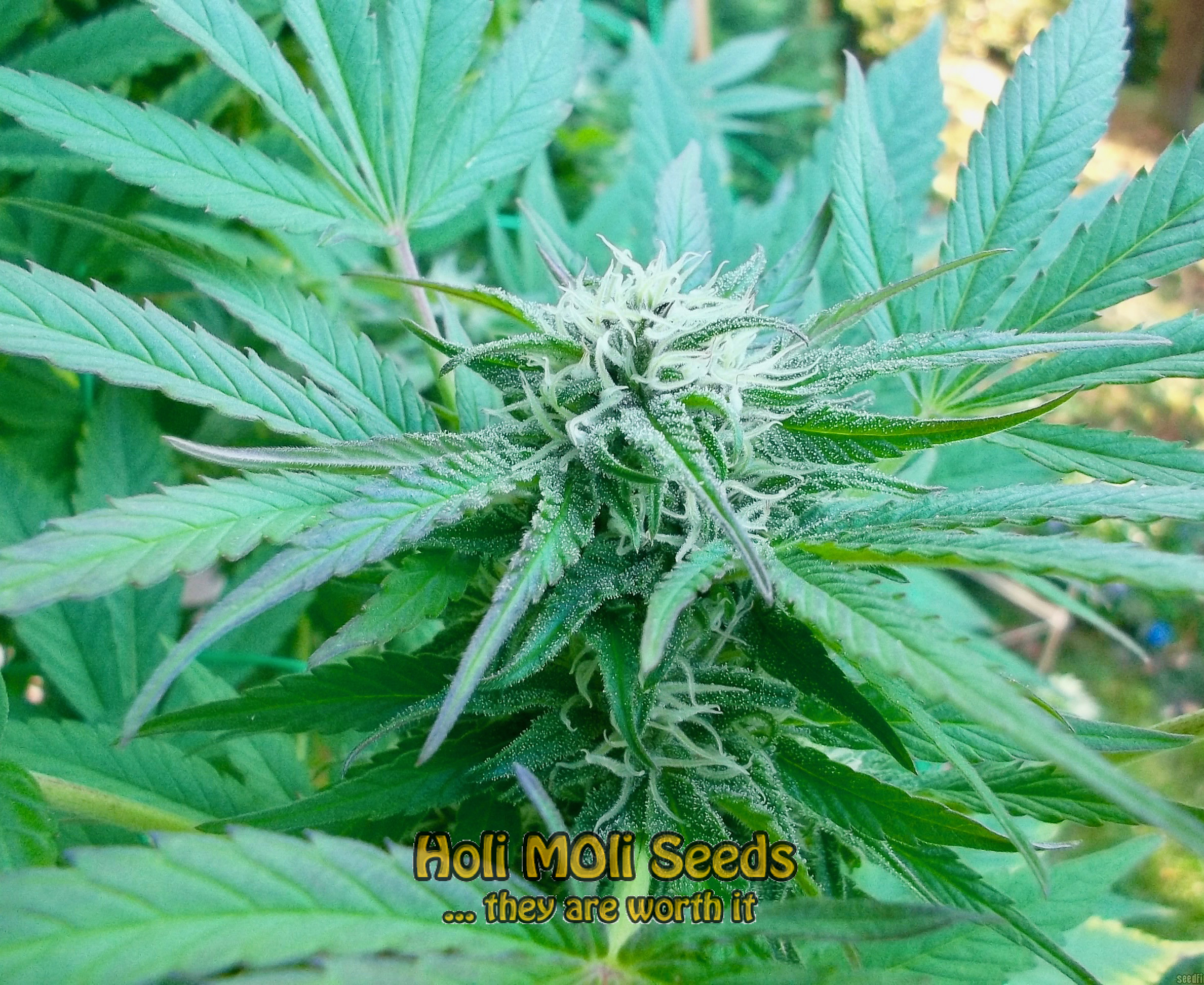 cherry wedding cake autoflower cannabis pics