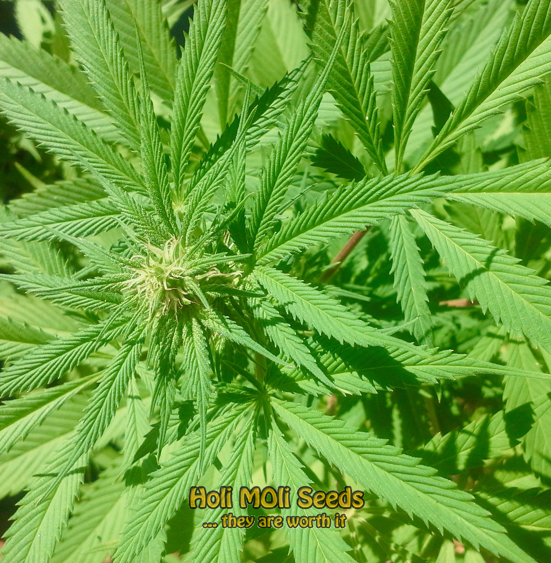 chocolate thai autoflower cannabis pics