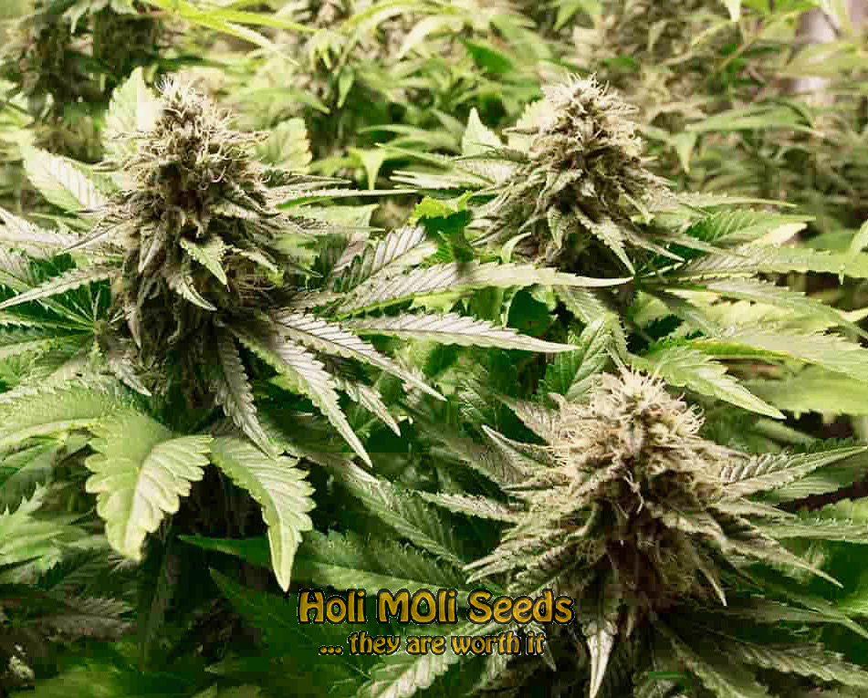 chocolate thai autoflower cannabis pics