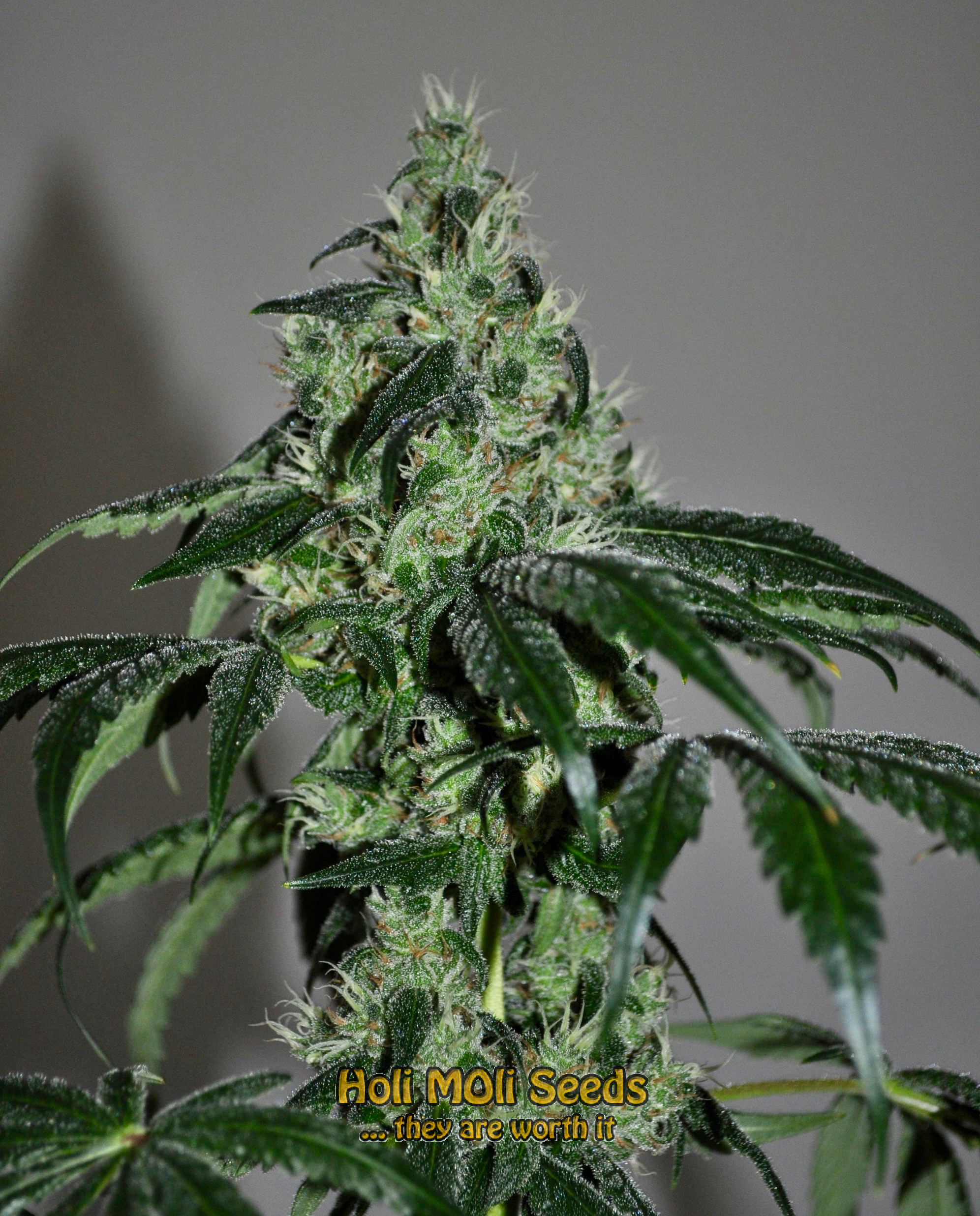 chocolate thai autoflower cannabis pics