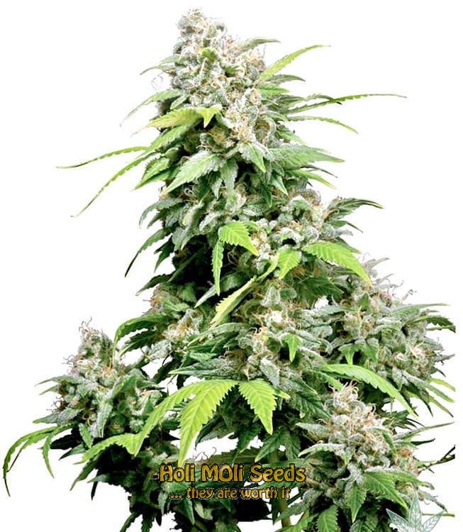 cinderella 99 autoflower cannabis pics